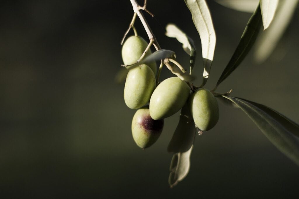 Differenza tra olio di oliva e extravergine