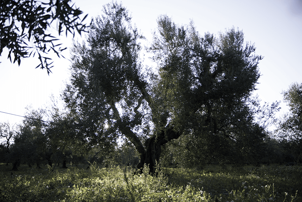 Olio evo e ulivi secolari