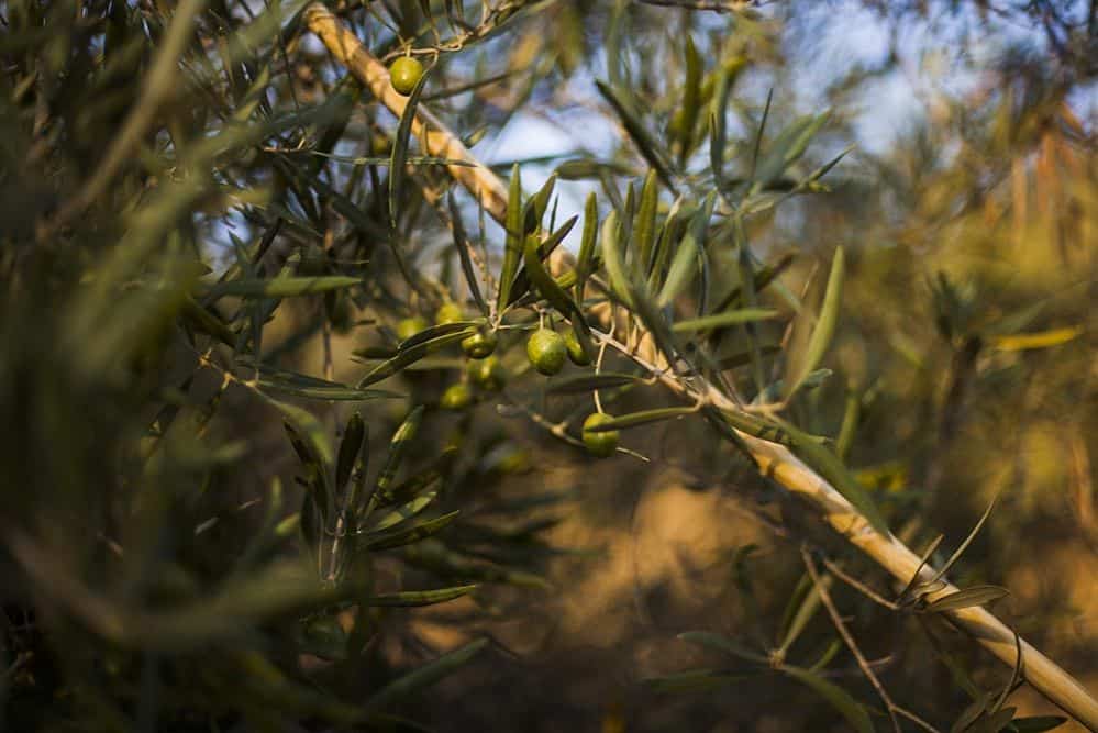 L’olio extravergine in medicina