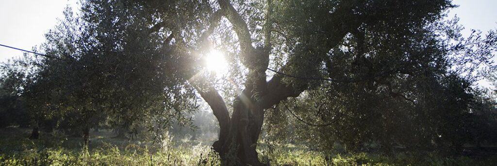 L’olivo pugliese, la ricchezza della nostra terra